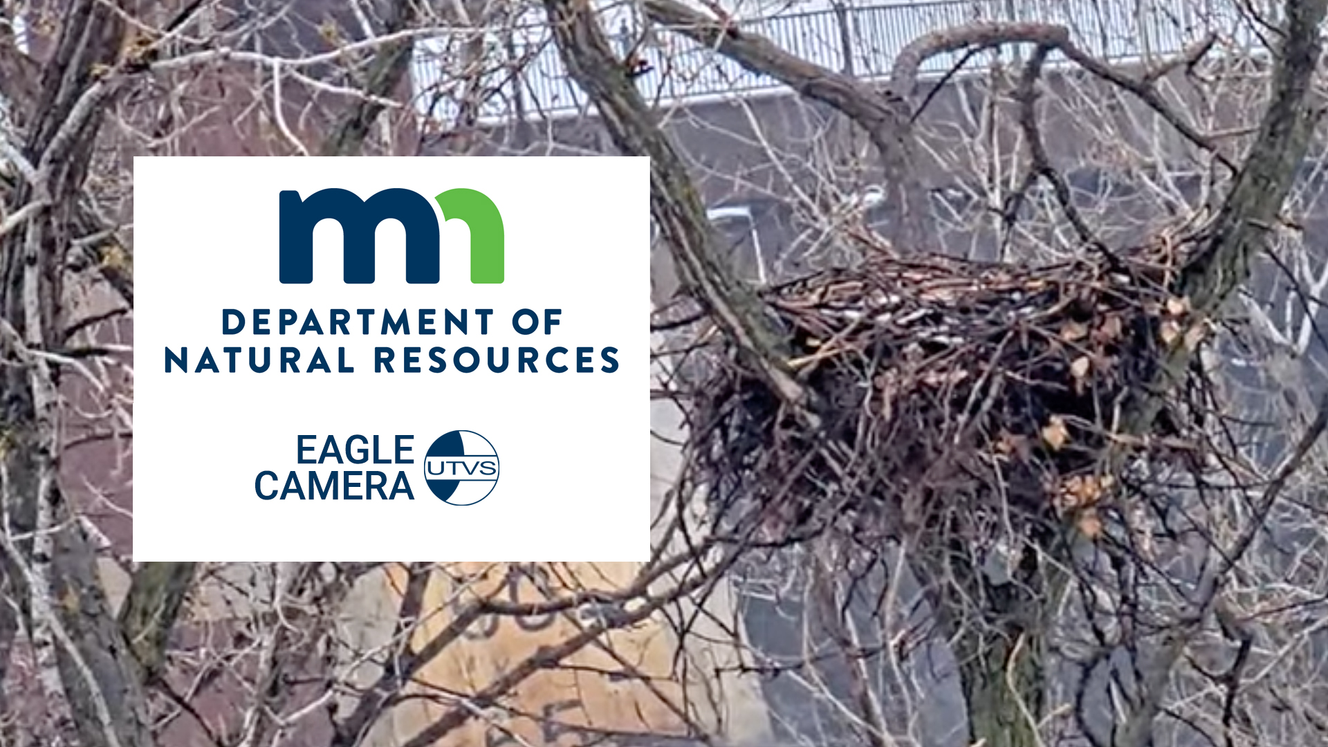 Thumbnail image for MN DNR Eagle Camera